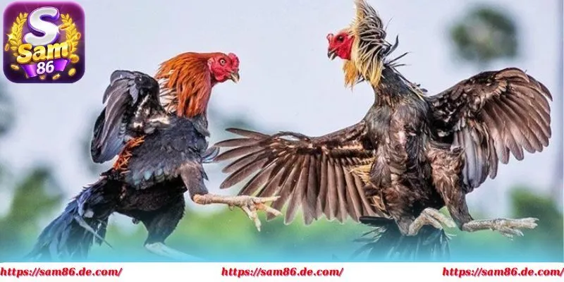 Dự đoán chính xác mỗi ngày với bí quyết từ cao thủ